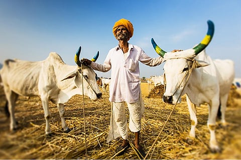 वैश्विक स्तर पर बढ़ता तापमान न केवल हम इंसानों के लिए बल्कि मवेशियों के लिए भी संकट पैदा कर रहा है; फोटो: आईस्टॉक