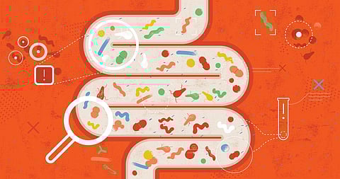 The study also discovered three new species of cellulose-digesting bacteria in the human gut. Photo for representation: iStock
