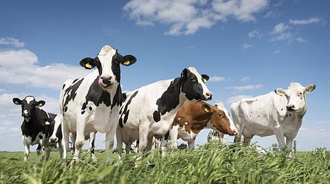 Cattle are major producers of methane, a potent greenhouse gas. Photo for representation: iStock