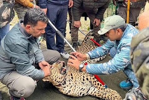 देहरादून में दो बच्चों को मारने वाले गुलदार को वन विभाग पकड़ने में कामयाब रहा। फोटो: राजेश डोबरियाल