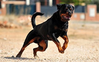A Rottweiler. Photo: iStock