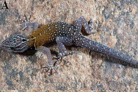 छिपकली सेनेमास्पिस वांगोघी, एक वयस्क नर (होलोटाइप, एनआरसी-एए-8342)। फोटो साभार जूकीज पत्रिका