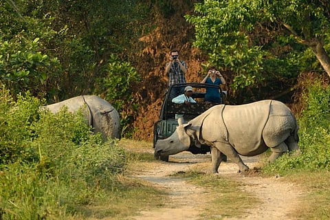 असम के काजीरंगा राष्ट्रीय उद्यान में गैंडों को निहारते पर्यटक; फोटो: आईस्टॉक