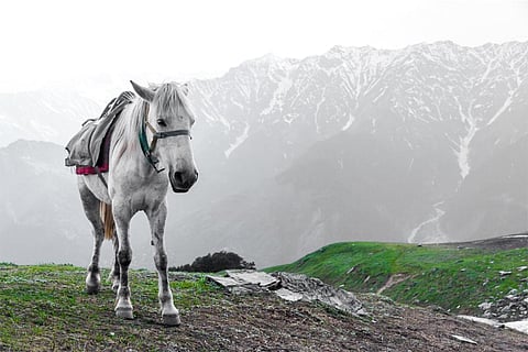 पहाड़ी क्षेत्रों में पर्यटन के लिए घोड़ों का प्रयोग किया जाता है; प्रतीकात्मक तस्वीर: आईस्टॉक