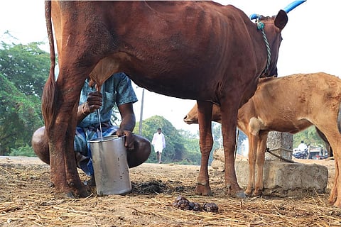अपनी गाय का दूध दुहता किसान; फोटो: आईस्टॉक