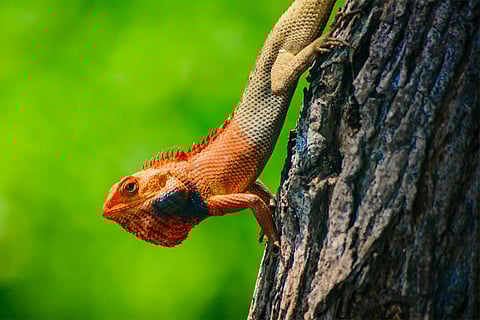 जलवायु संकट और अत्यधिक गर्मी जानवरों को अधिक आरामदायक जगहों की तलाश करने के लिए मजबूर करती है, फोटो साभार: विकिमीडिया कॉमन्स, पिंकू हलदर
