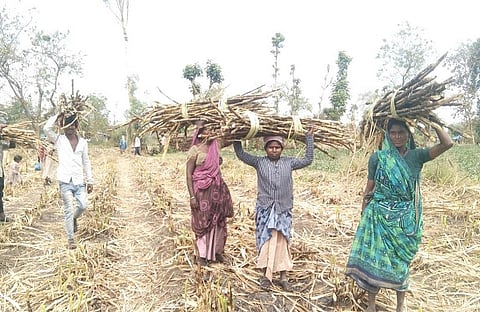 गुजरात के गन्ने के खेतों में काम करने के लिए आदिवासी मजदूरों को ठेकेदारों के माध्यम से लाया जाताहै। फोटो: अमूल पवार, चरखा फीचर