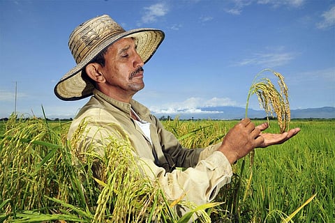 जहां चावल जैसे अनाज मुख्य या यहां तक कि एकमात्र भोजन के रूप में ग्रहण किया जाता है, वहां विटामिन की कमी आम है। फोटो साभार: विकिमीडिया कॉमन्स, सीआईएटी