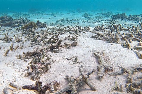 ग्लोबल वार्मिंग की वजह से मालदीव में नष्ट हो चुकी प्रवाल भित्तियां; फोटो: आईस्टॉक