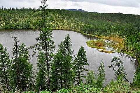 बोरियल वन का अधिकांश भाग, पृथ्वी के सबसे उत्तरी जंगल और कार्बन भंडारण और स्वच्छ पानी प्रदान करने वाले, गंभीर रूप से प्रभावित हो सकते हैं। फोटो साभार: आईस्टॉक