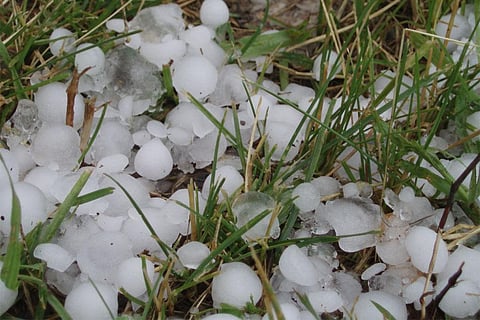 हरियाणा के करनाल में भारी ओलावृष्टि से फसलों को हुआ नुकसान, यहां भारी बारिश के आसार