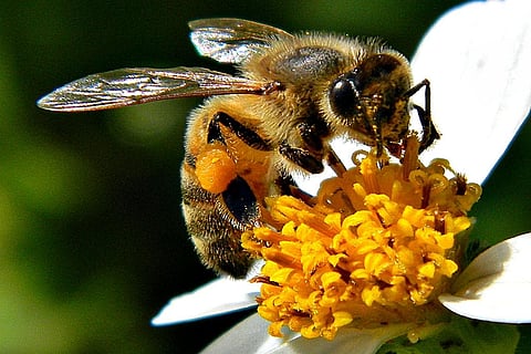 मधुमक्खियों ने बागों, सब्जियों, जामुन और कैनोला जैसे तिलहनों के परागण से लगभग सात बिलियन डॉलर का आर्थिक मूल्य अर्जित किया, फोटो साभार: विकिमीडिया कॉमन्स, बॉब पीटरसन