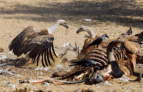 बीकानेर स्थित जोरबीर कंजर्वेशन रिजर्व में हर दिन करीब 30 पशुओं के शव फेंके जाते हैं। यह रिजर्व गिद्धों के अंतरराष्ट्रीय प्रवासी मार्ग में पड़ता है; फोटो: विकास चौधरी / सीएसई)