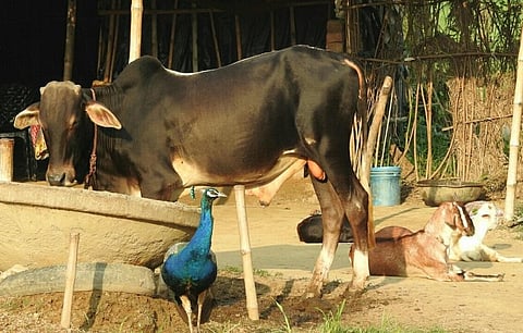 बिहार के सहरसा के आरण गांव को मोर गांव के नाम से भी जाना जाता है। फोटो: बिपिन सिंह