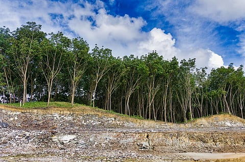 The researchers also found that natural biodiversity gradients, deforestation and forest fragmentation played a relatively lower role in the spread. Photo: iStock