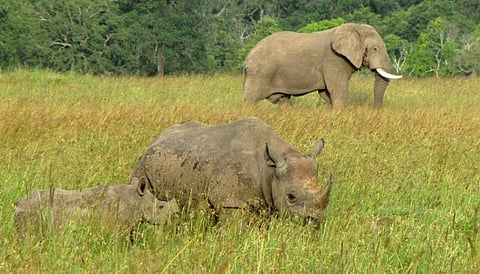 An African elephant and a Black rhino cow with her calf in Africa. iStock photo for representation