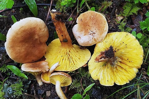फाइलोपोरस स्मिथाई, उत्तराखंड से खोजी गई मशरूम की पांच नई प्रजातियों में से एक है। फोटो: दास, कणाद एट अल/ साइंटिफिक रिपोर्ट्स (2024)