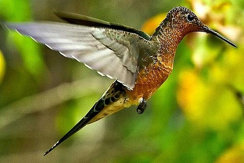 हमिंग बर्ड के दक्षिणी प्रवासी प्रजाति का लैटिन नाम पैटागोना गिगास बरकरार रहेगा। उत्तरी आबादी के लिए प्रस्तावित वैज्ञानिक नाम पेटागोना चास्की है। "चास्की" का अर्थ "मैसेंजर" है। फोटो साभार: विकिमीडिया कॉमन्स, आर्टुरो नहूम