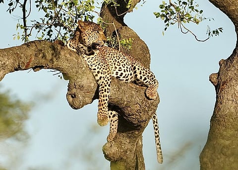 New genetic research has found South Africa’s Mpumalanga-based leopards originated from an ice age almost 1 million years ago. Photo for representation: iStock