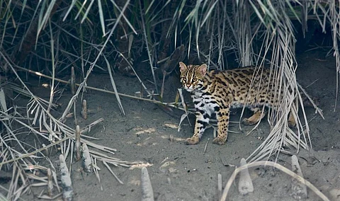 A leopard cat photographed in the Sundarbans, West Bengal. Photo: Wikimedia Commons. CC BY-SA 4.0
