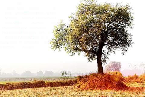 खेत के किनारे मौजूद एकाकी नीम, फोटो: आईस्टॉक