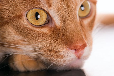 You may have noticed these “third” eyelids on your pets appear occasionally, on the corner of their eye closest to their nose. Photo: iStock