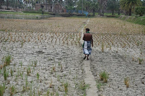 Salinity increased after Cyclone Amphan, and farmland is no longer producing crops. This photo was taken in the Pratapnagar area of Asashuni Upazila in Satkhira District, Bangladesh. Photo: Rafiqul Islam Montu