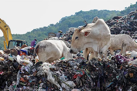 प्लास्टिक कचरे के पहाड़ पर खाना ढूंढती गाएं; फोटो: आईस्टॉक