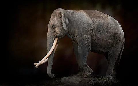 The elephant in question had dentition like the individual in this picture from iStock