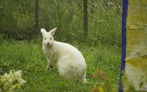 There has been a recent spurt in exotic animal seizures, like this Albino Wallaby in Guwahati Zoo Photograph: Rupankar Bhattacharya