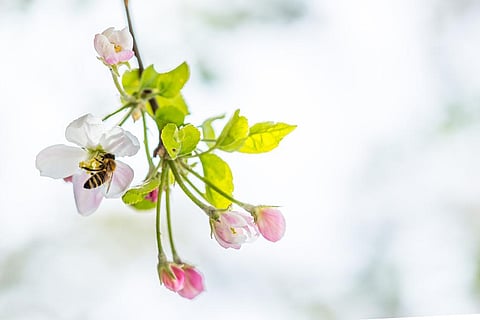 फूलों की 87 फीसदी प्रजातियां और 87 प्रमुख खाद्य फसलें, पैदावार के लिए इन्हीं परागणकों पर निर्भर करती हैं; फोटो: आईस्टॉक