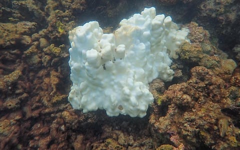 A bleached coral. Photo: R Raghuraman