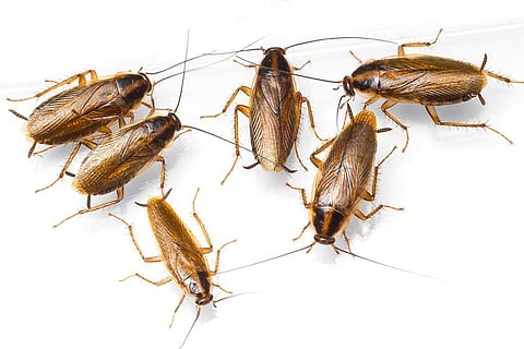 यह प्रजाति संभवतः करीब 2,100 साल पहले एशियाई कॉकरोच से विकसित हुई थी। संभवतः ऐसा भारत या म्यांमार में मानव बस्तियों के अनुकूल होने के कारण हुआ; फोटो: आईस्टॉक