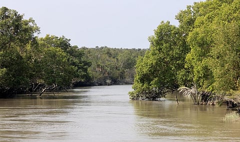 Sundarbans National Park in Bangladesh. iStock photo for representation