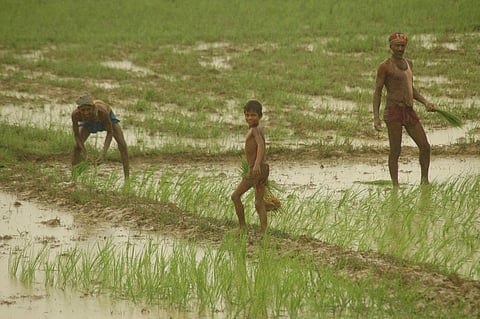 सूखता पंजाब : धान की जल्दी रोपाई से बढ़ सकता है संकट
