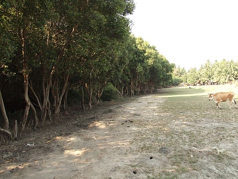 Mangrove coverage is declining, but there is hope, flags study