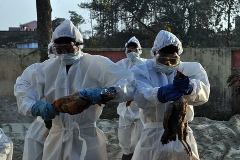 10 राज्यों में बर्ड फ्लू की पुष्टि, सभी राज्य सचेत