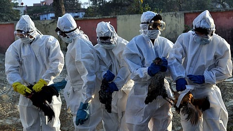 सांभर में बर्ड फ्लू की पुष्टि : 5 दिन में 80 पक्षियों की मौत, झील में भी मिला मृत प्रवासी पक्षी