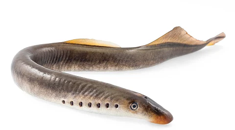 A river lamprey, one of the species studied by the researchers.