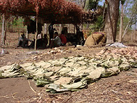 Odisha tribals awaiting forest department permit to sell kendu leaf worth Rs 34 lakh