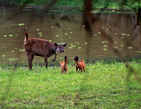 A Sambar being confronted by two dholes