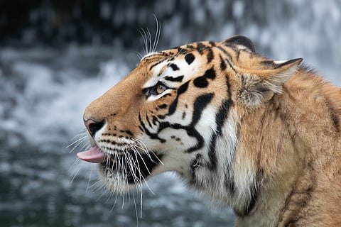 Could South Korea become a model for tackling illegal tiger trade?