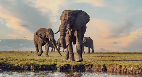 Elephants in Chobe National Park, Botswana