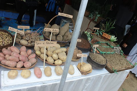 A selection of tubers at the Nagaland potato festival.