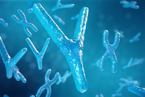 Male Y chromosomes evolving faster, reveals DNA analysis of humans and apes
