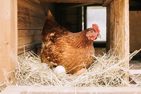 A hen inside a wooden coop brooding on eggs.