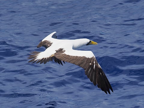 A Masked Booby (Sula dactylatra bedouti)