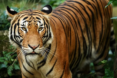 A Malayan tiger.