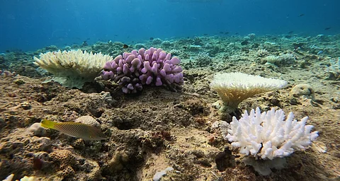 Pocillopora grandis (pink).