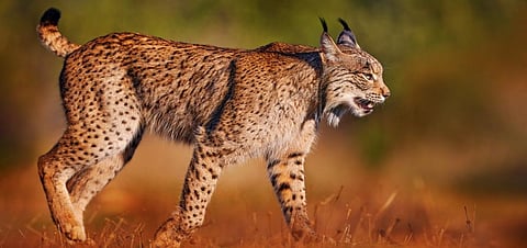 An Iberian Lynx.